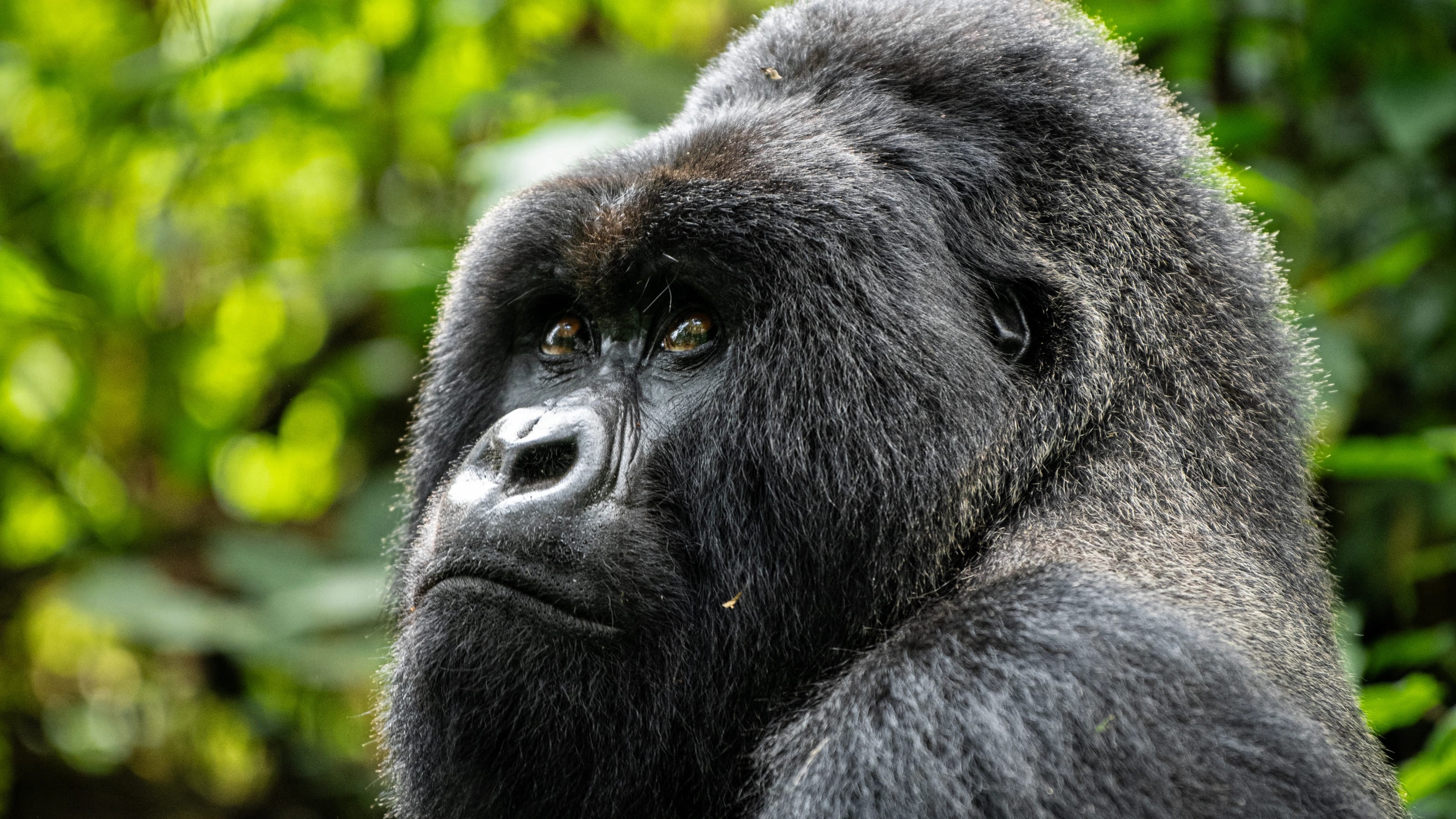 4-Day Gorilla Trekking in Rwanda