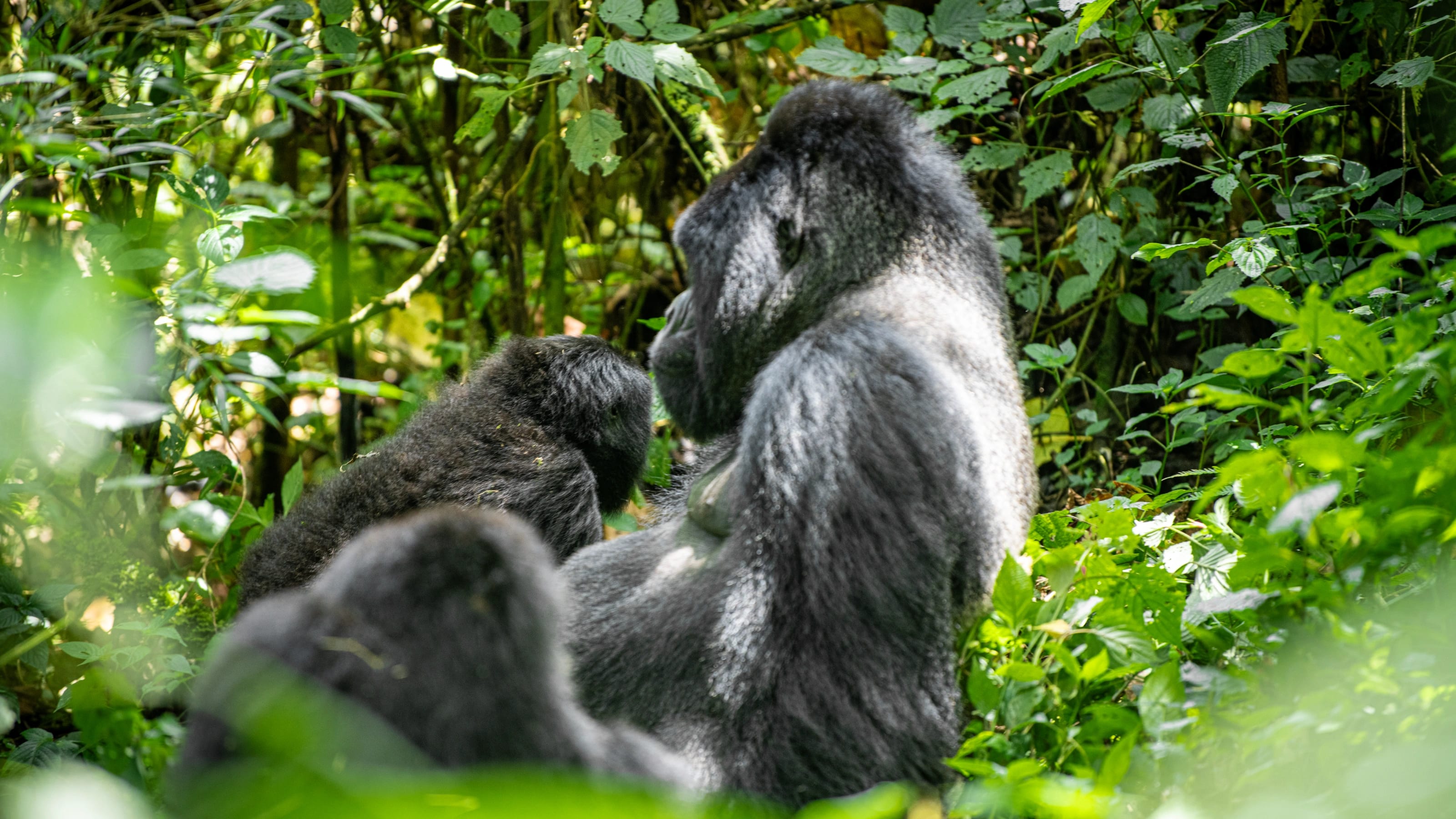 4-Day Gorilla Trekking in Rwanda — photo 1