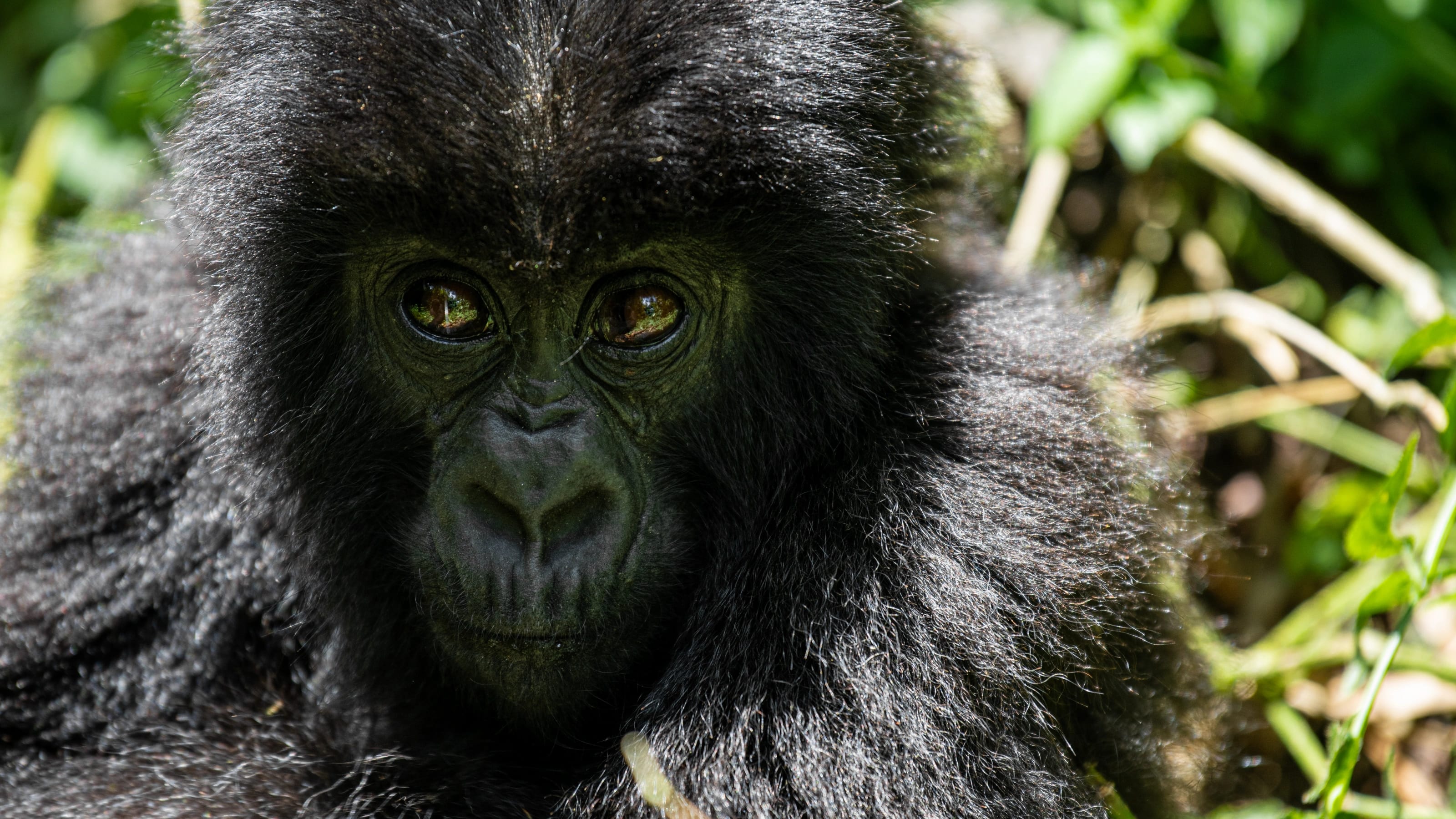 4-Day Gorilla Trekking in Rwanda — photo 2