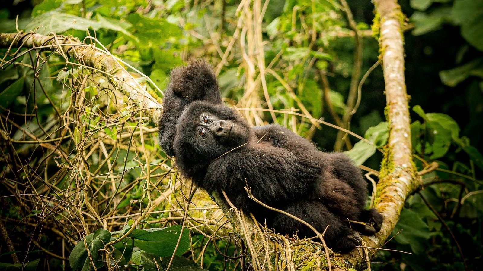 Gorilla Trekking – Four Gorillas Lodge