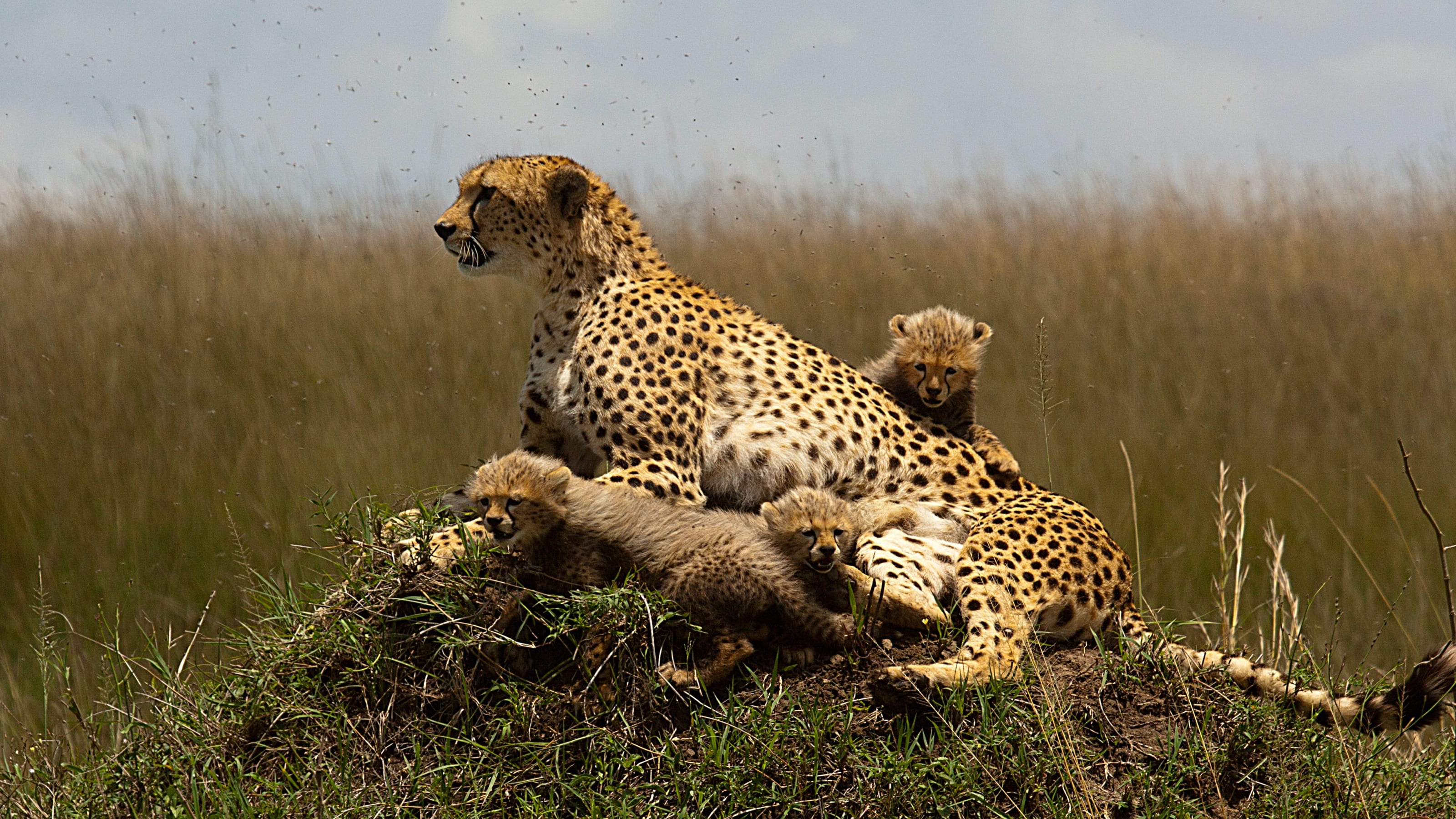 Flying Package – Mara Basecamp — photo 1