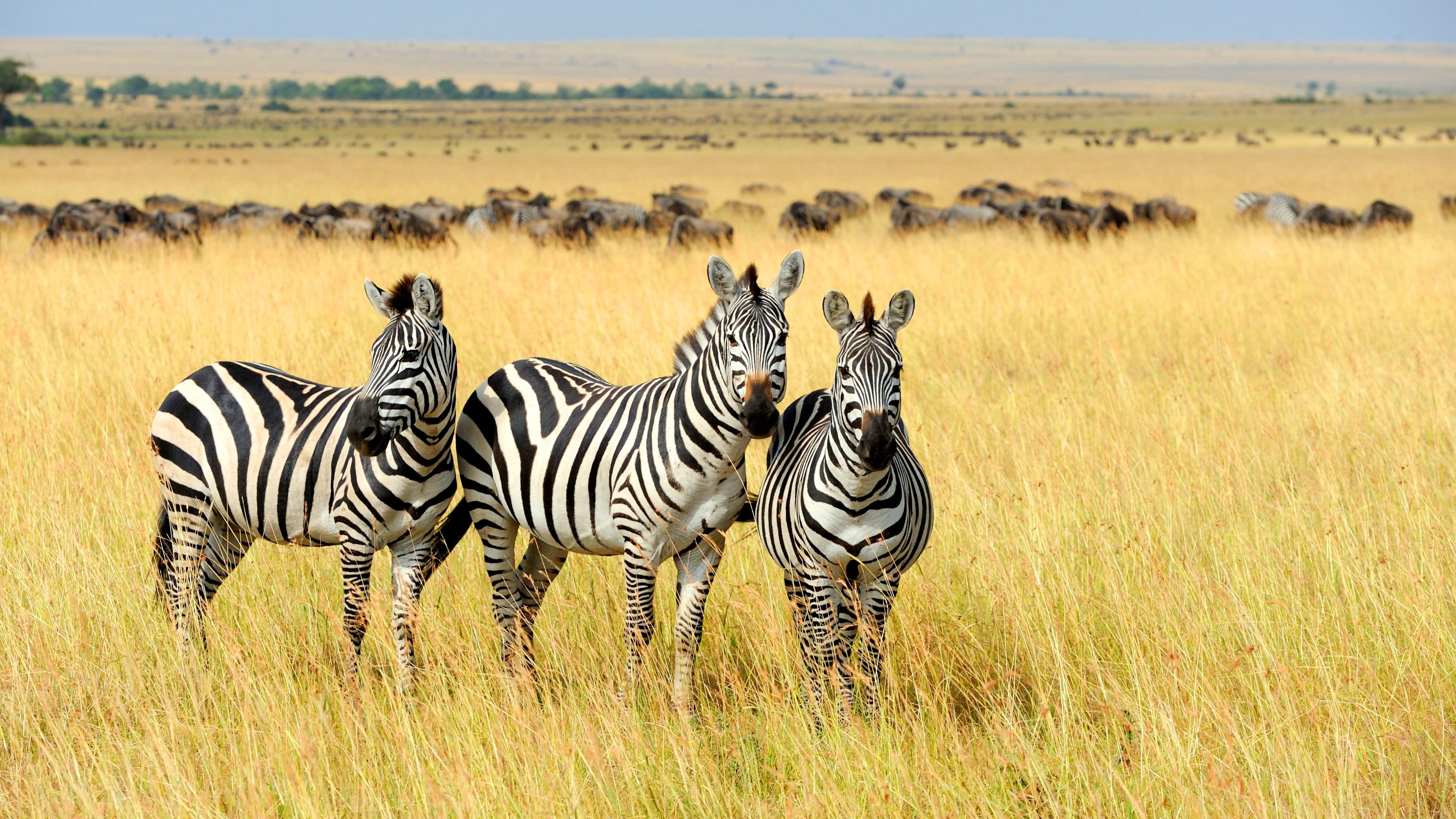 Flying Package – Mara Basecamp — photo 3