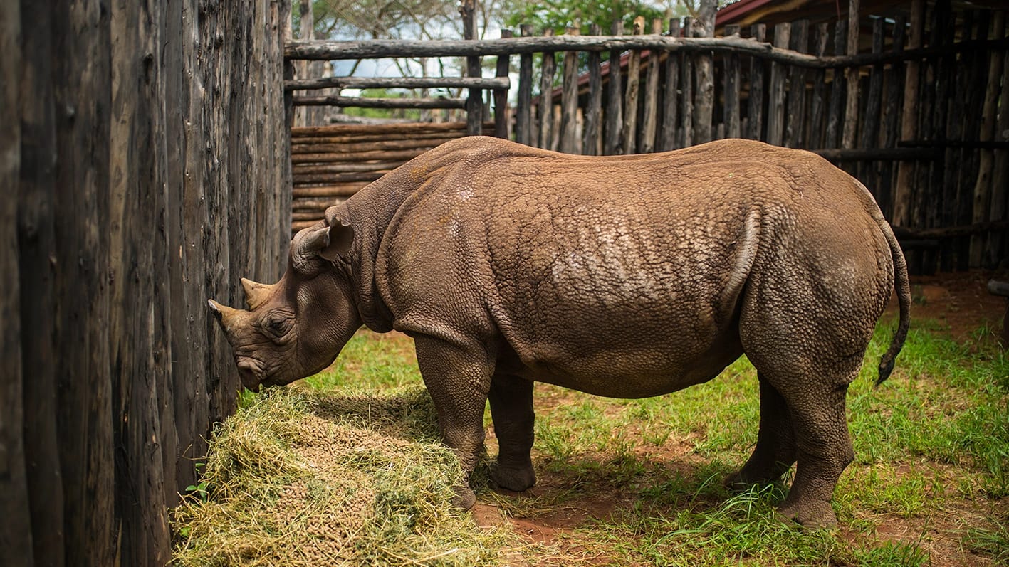 Family Safari in Akagera – Hemingways Retreat Kigali — photo 3