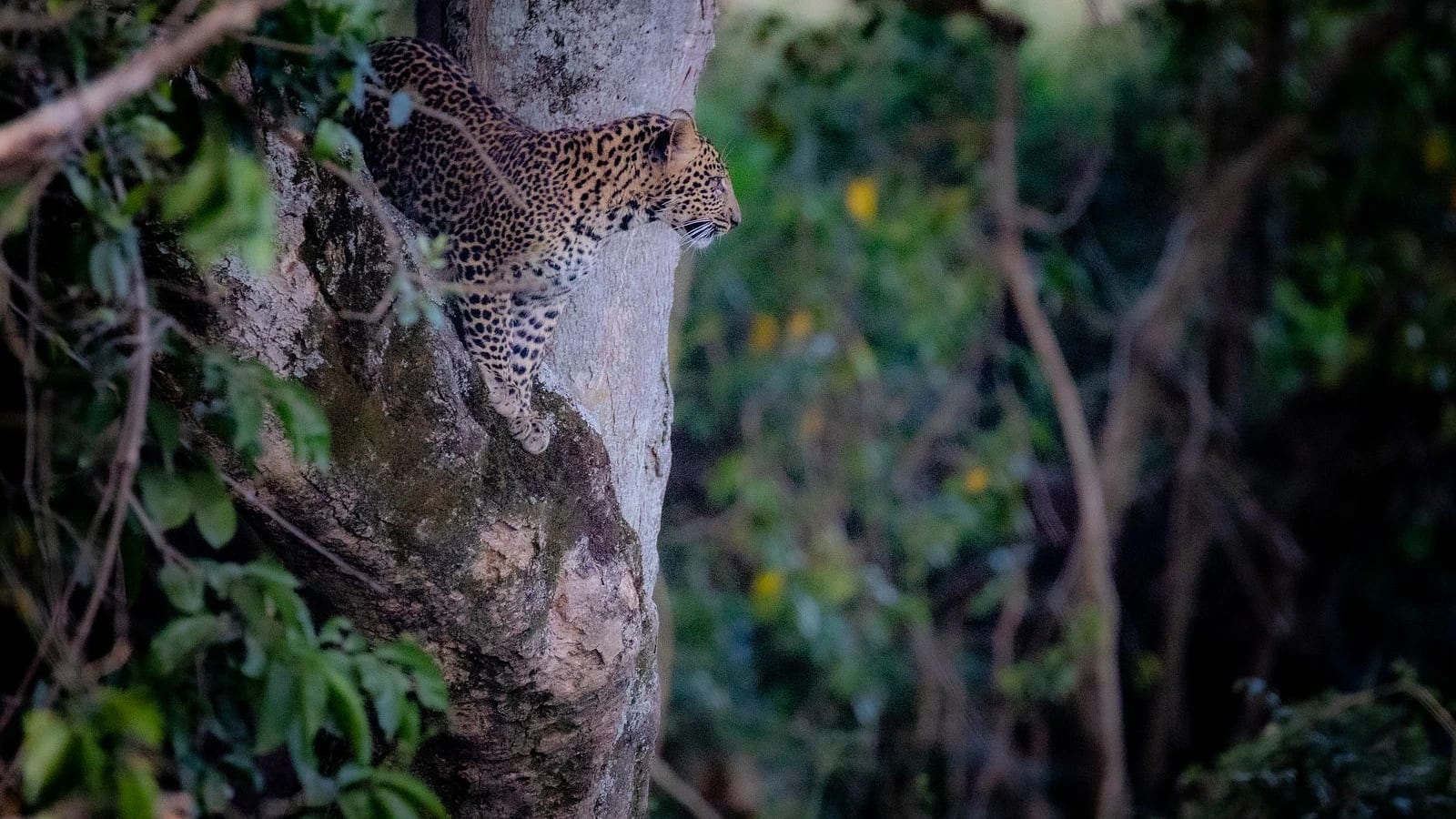 Flying Package – Mara Basecamp