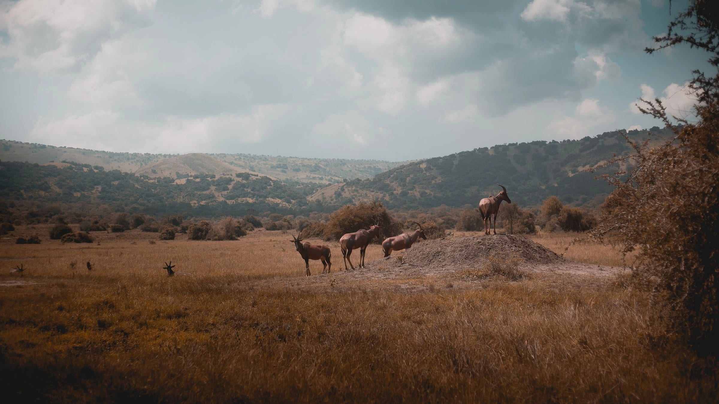 Family Safari in Akagera – Hemingways Retreat Kigali