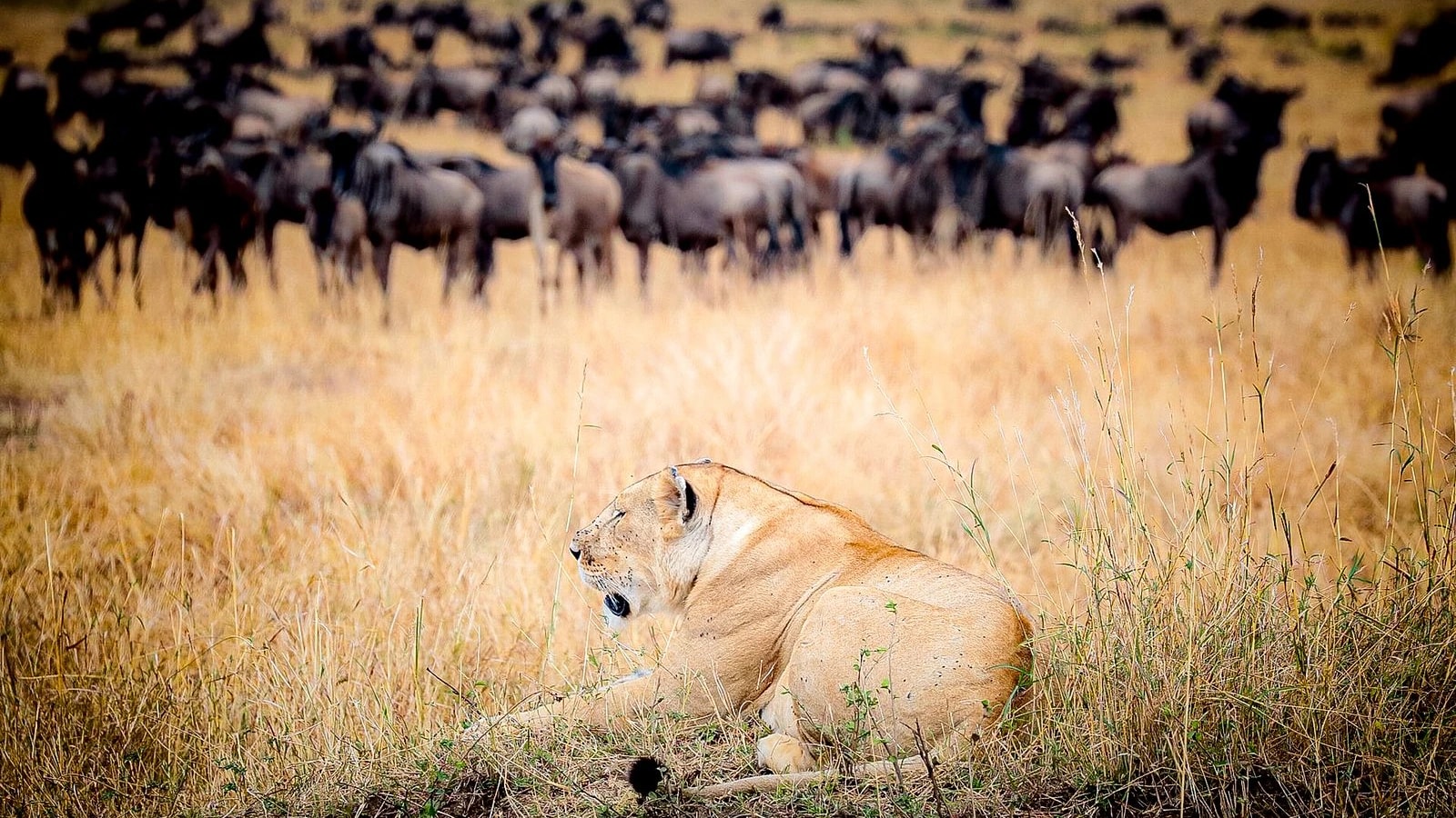 Flying Package – Mara Basecamp — Maasai Mara