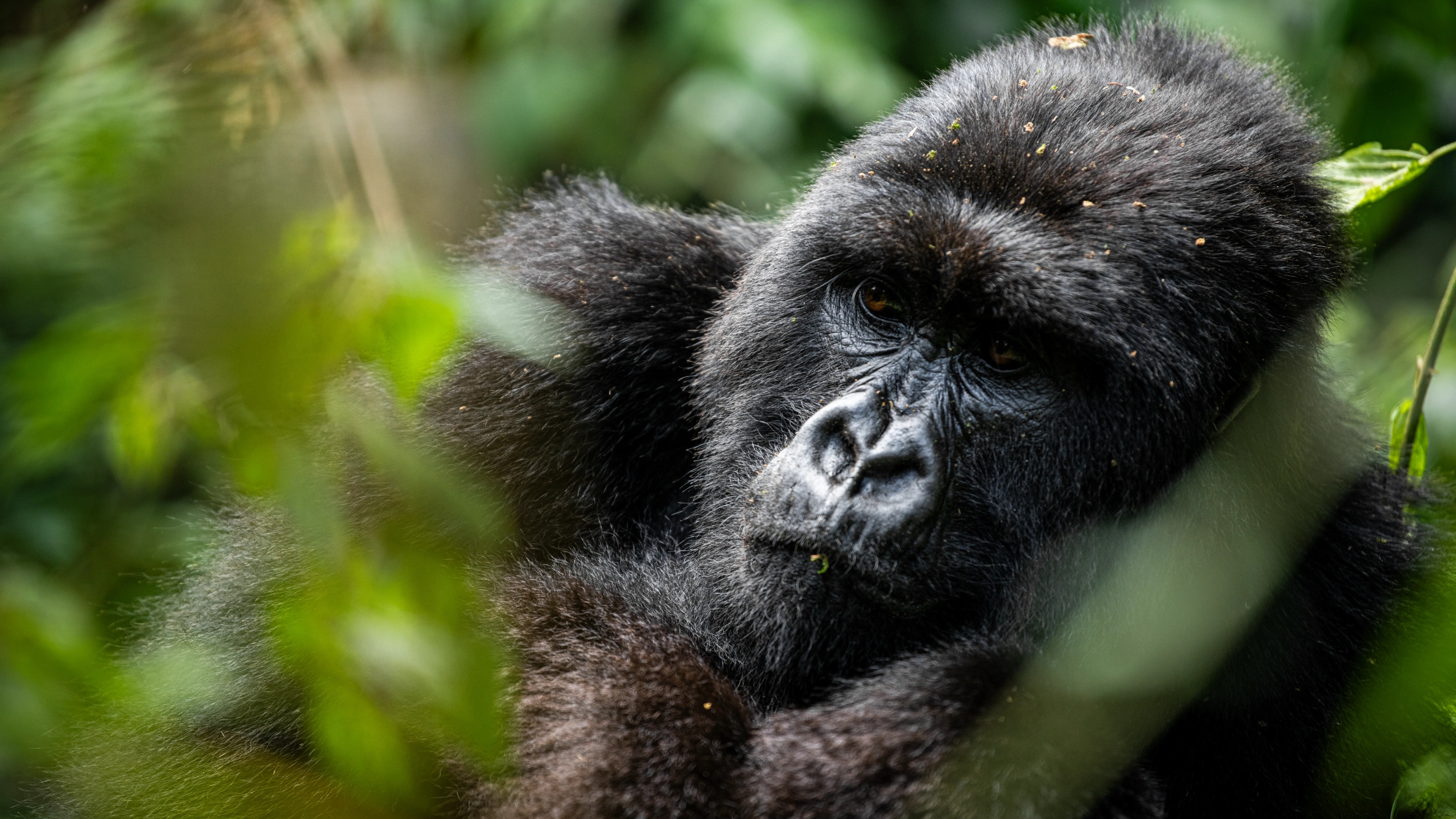 4-Day Gorilla Trekking in Rwanda — Kigali & Volcanoes National Park, Rwanda