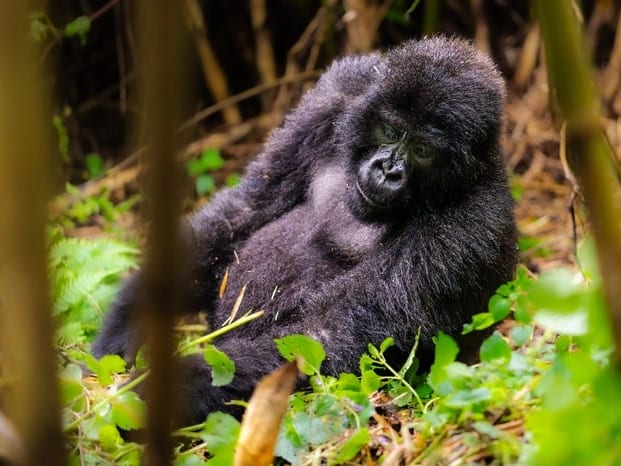 Mountain gorilla trekking — photo 1