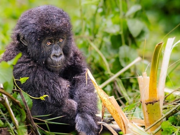 Mountain gorilla trekking — photo 3