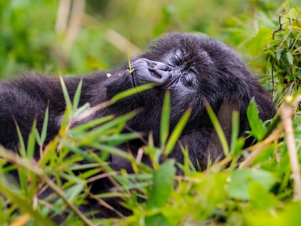 Mountain gorilla trekking — photo 2