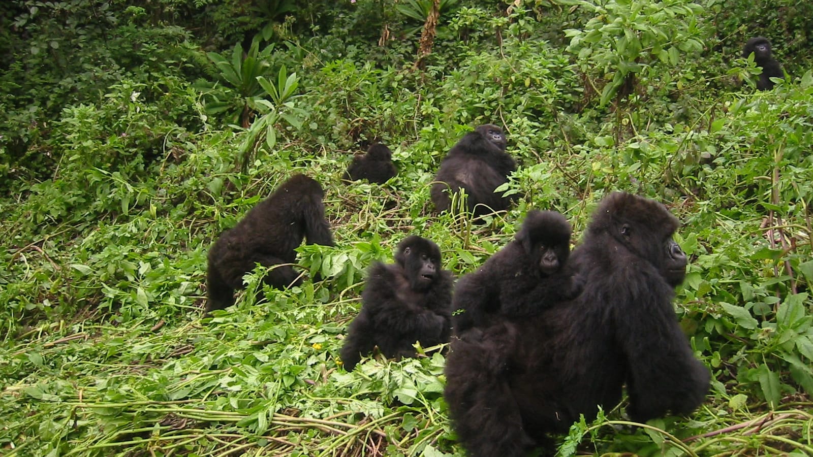 Gorilla Trekking – Four Gorillas Lodge — photo 2