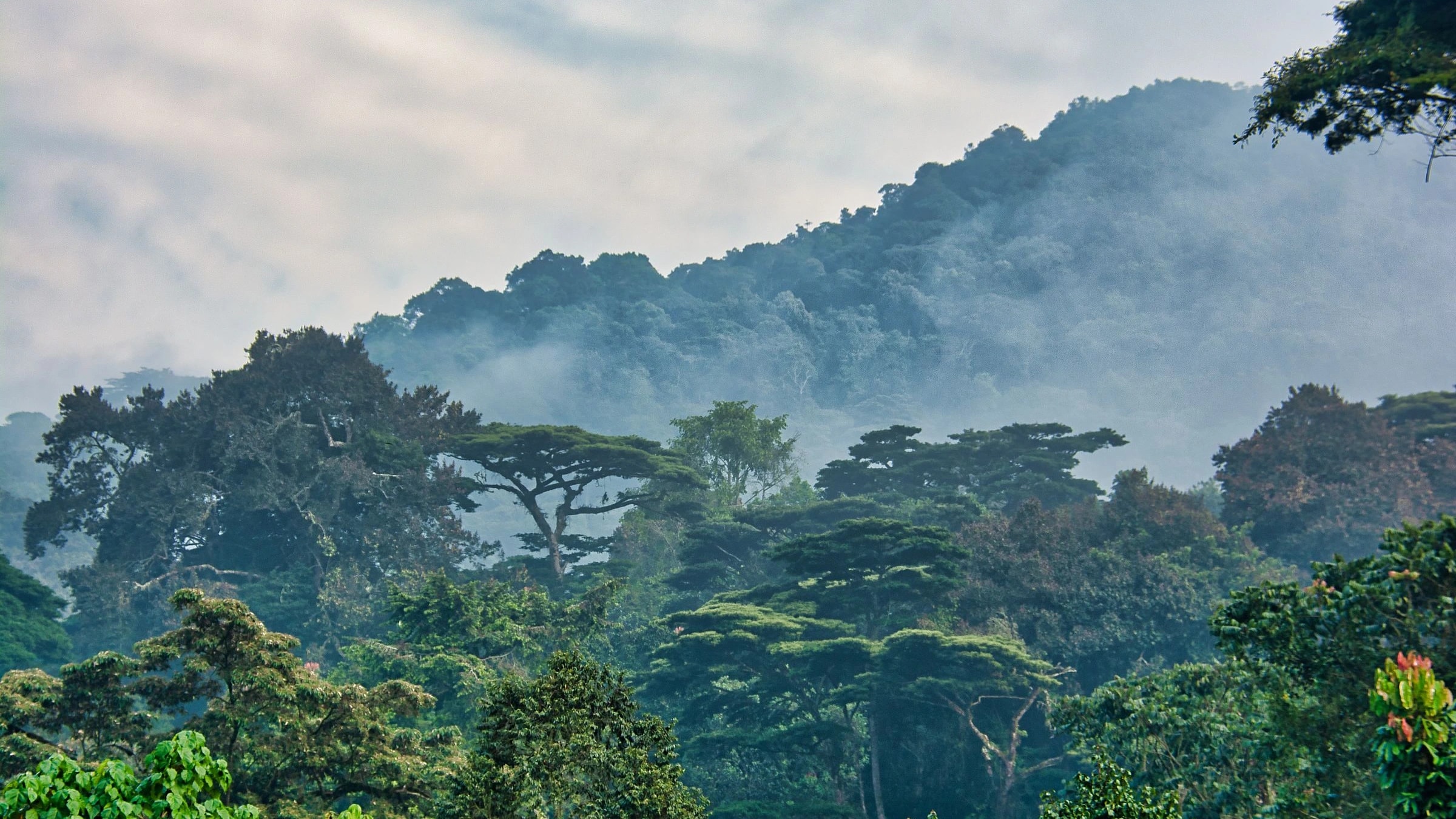 Gorilla Trekking – Four Gorillas Lodge — Bwindi